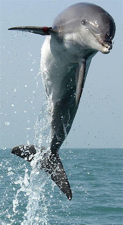 dolphin