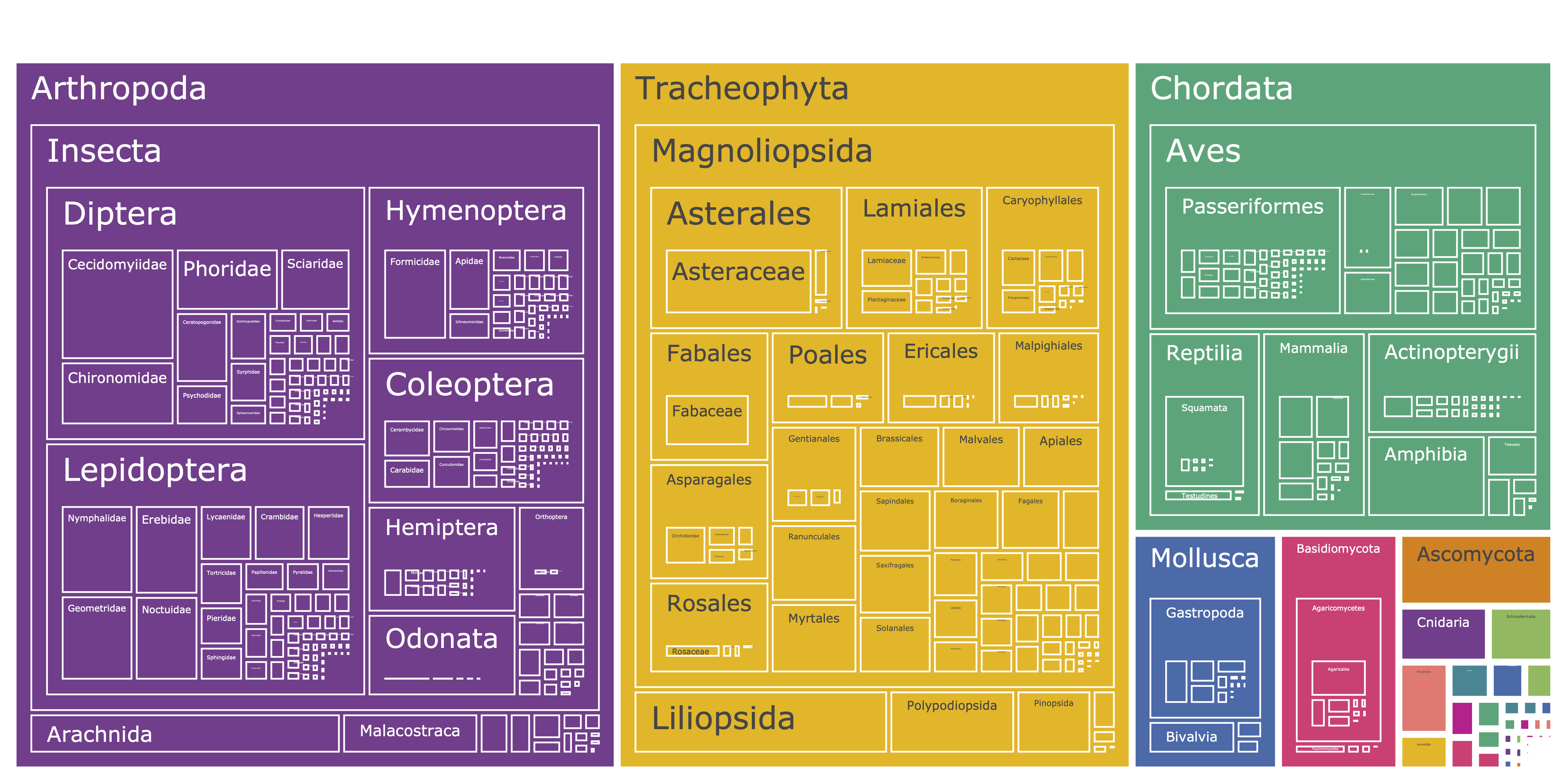 treemap from phyla down to family