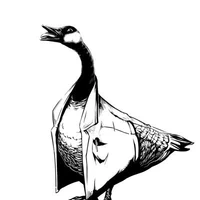 Louis Castricato's avatar