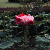 Qi Sun's profile picture