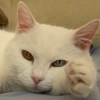 Cristian Gutiérrez's picture