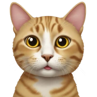 Jiawei Zhang's profile picture