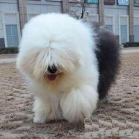 PengJianBiao's profile picture