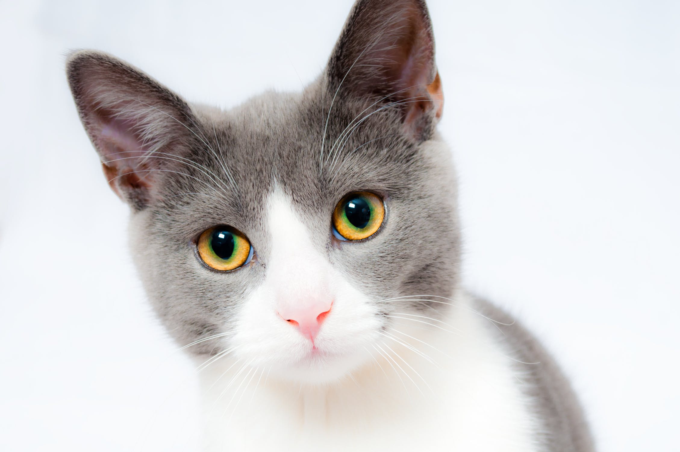 cat1.jpeg
