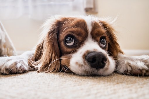 dog.jpeg
