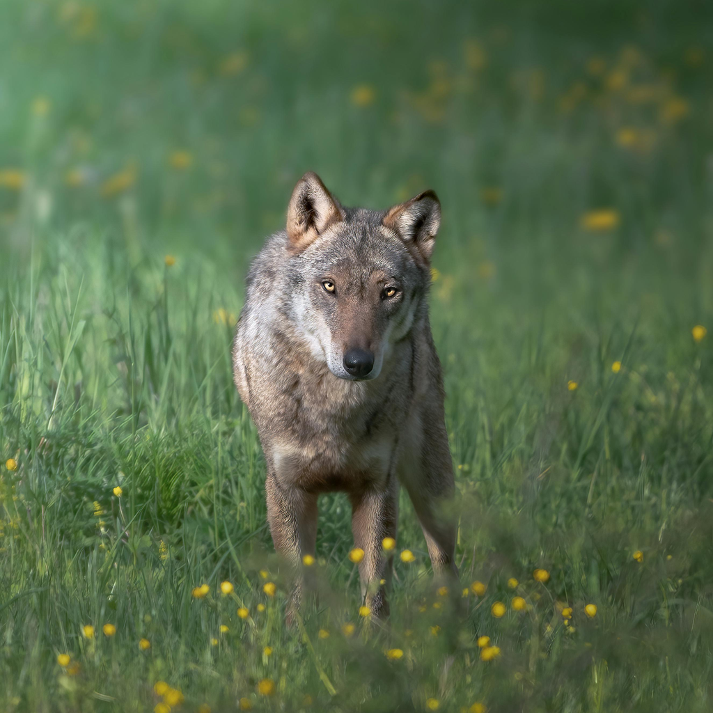 wolf_grass.png